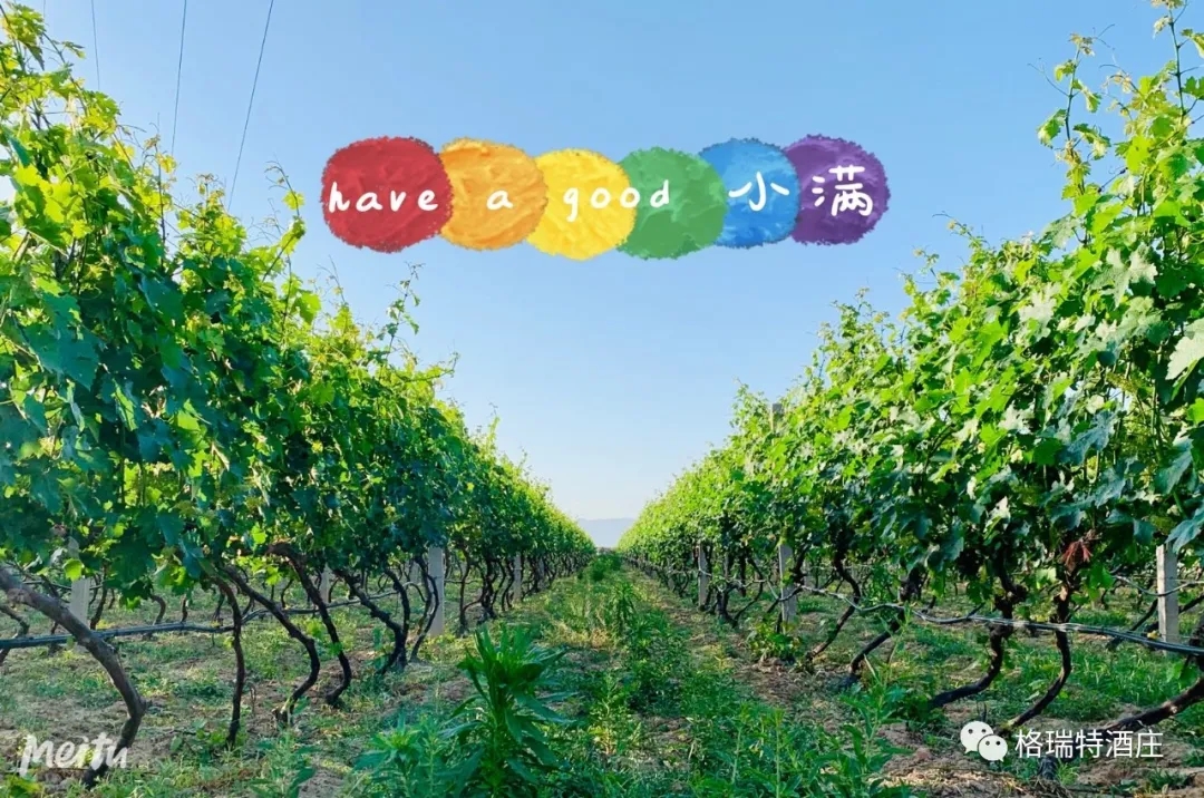 記錄小滿時(shí)節(jié)的酒莊、怎一美字了得！