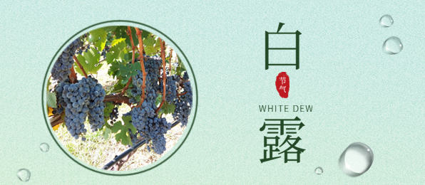 白露 ▎葡園循風(fēng)，奔赴一場(chǎng)秋色