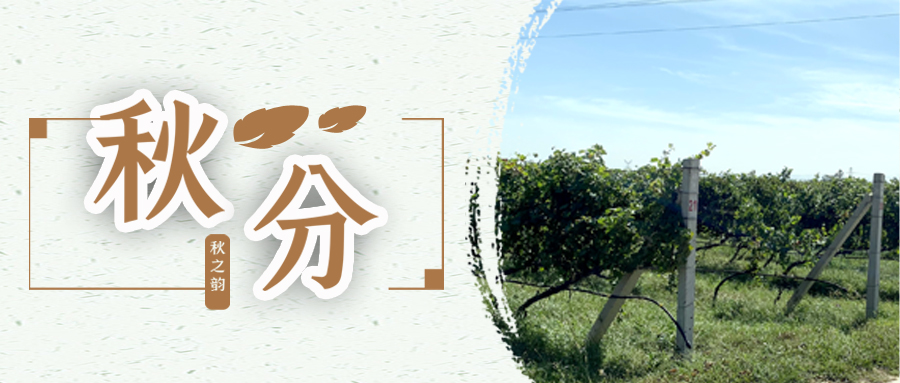 秋分 ▎秋分載萬(wàn)物，葡園話豐收
