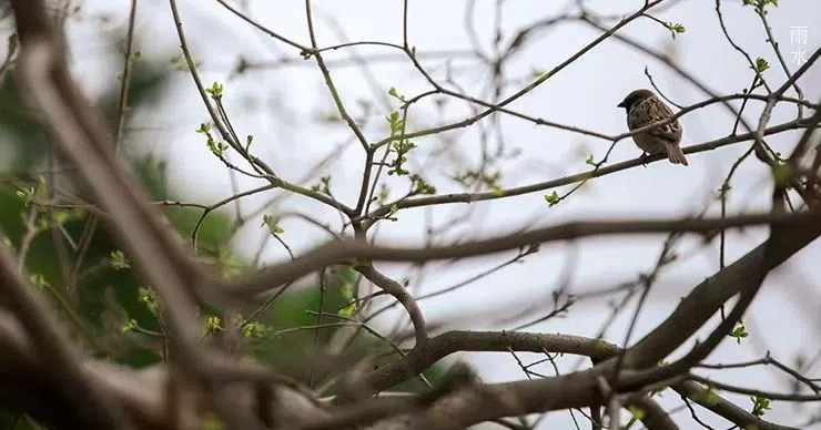 雨水||絲絲春雨潤萬物，杯杯美酒暖人心
