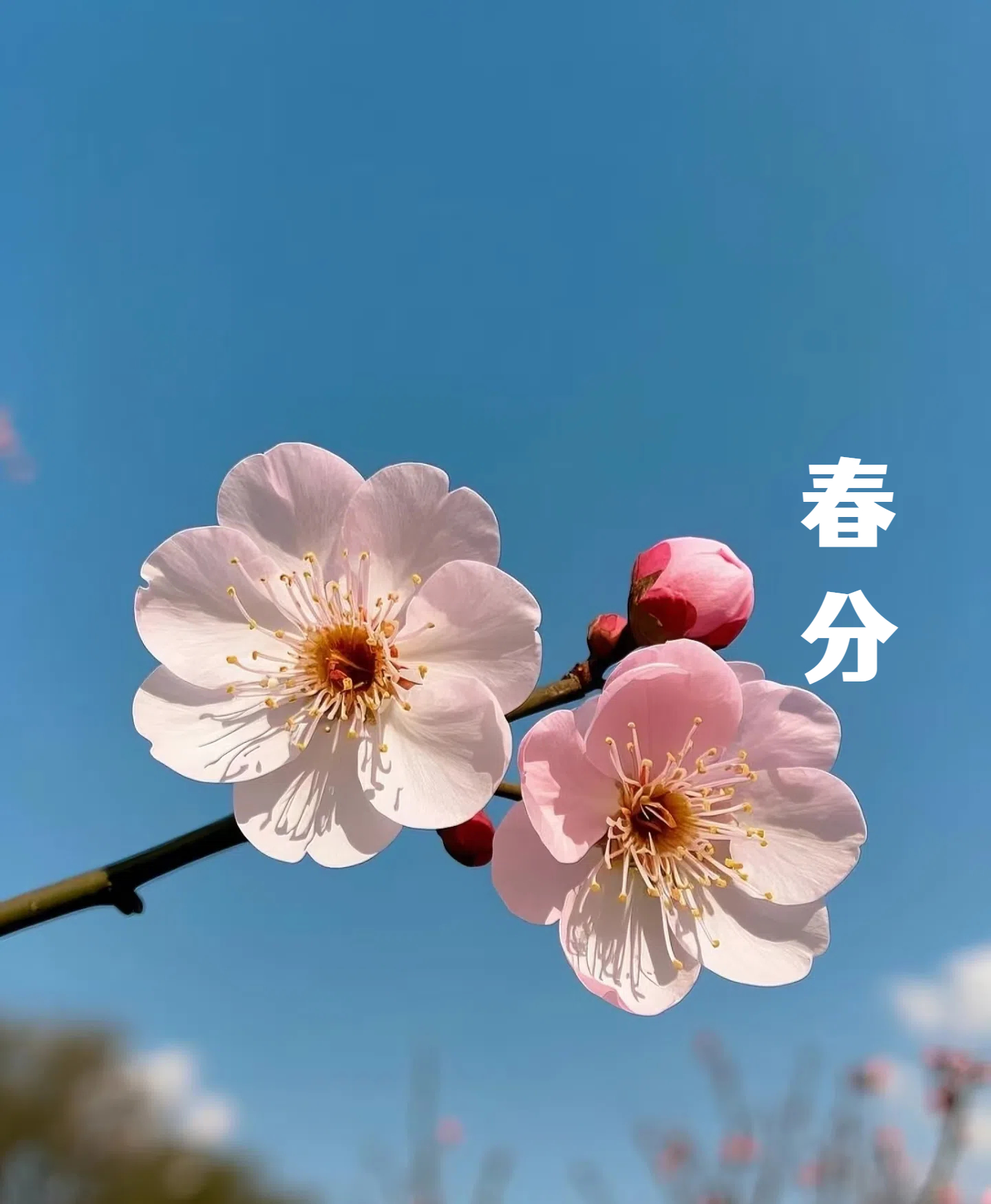 春分||花間一壺酒，莫負(fù)好時(shí)光