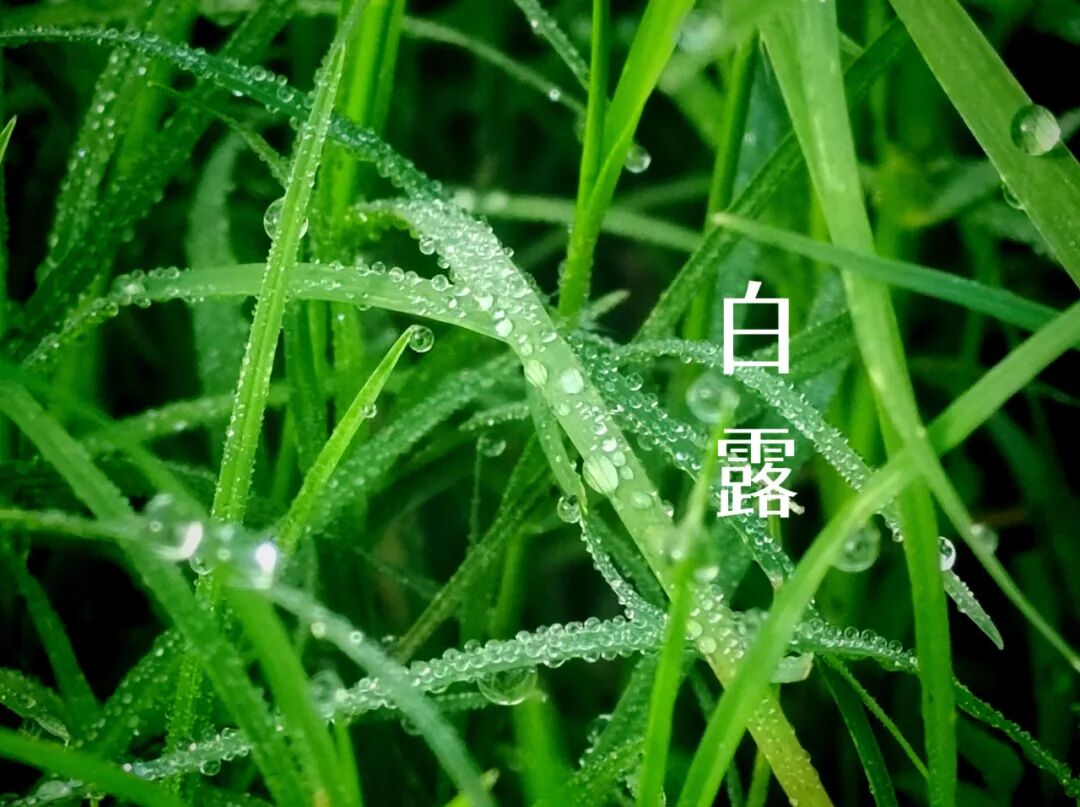 白露||霜凝秋意心自閑，歲月靜美福滿園
